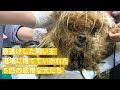 夜逃げした飼い主 道端に捨てていかれた ５匹の悲惨な犬たち