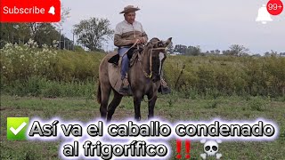 ✅️ ⚠️CORRIGIENDO CABALLO DURO, CON EL ABUELO MAS CAMPERO DE LA REGIÓN 🐴🇦🇷#caballos #doma