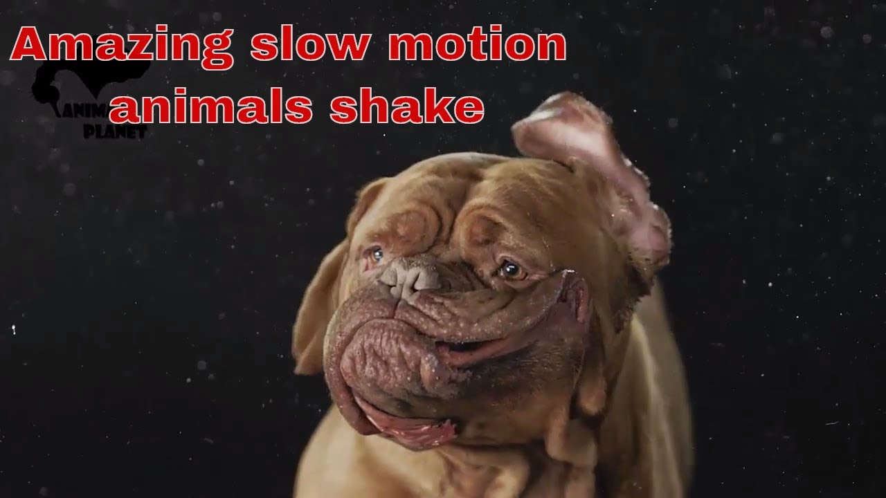 Amazing slow motion animals shake YouTube