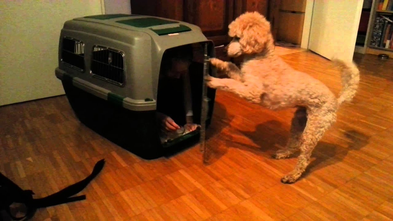 Boxentraining einmal anders ) Kind &amp; Hund YouTube