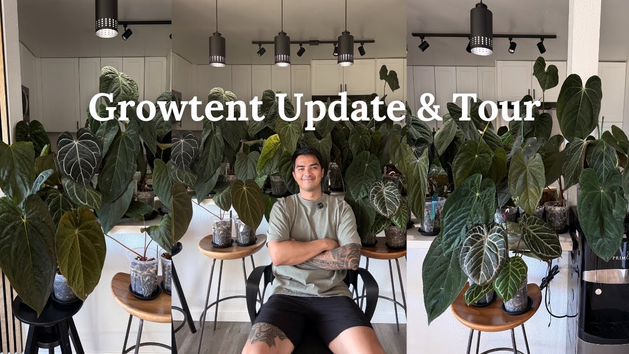 Обновление гроутента + полный обзор 🌱