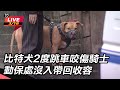 比特犬咬人事件