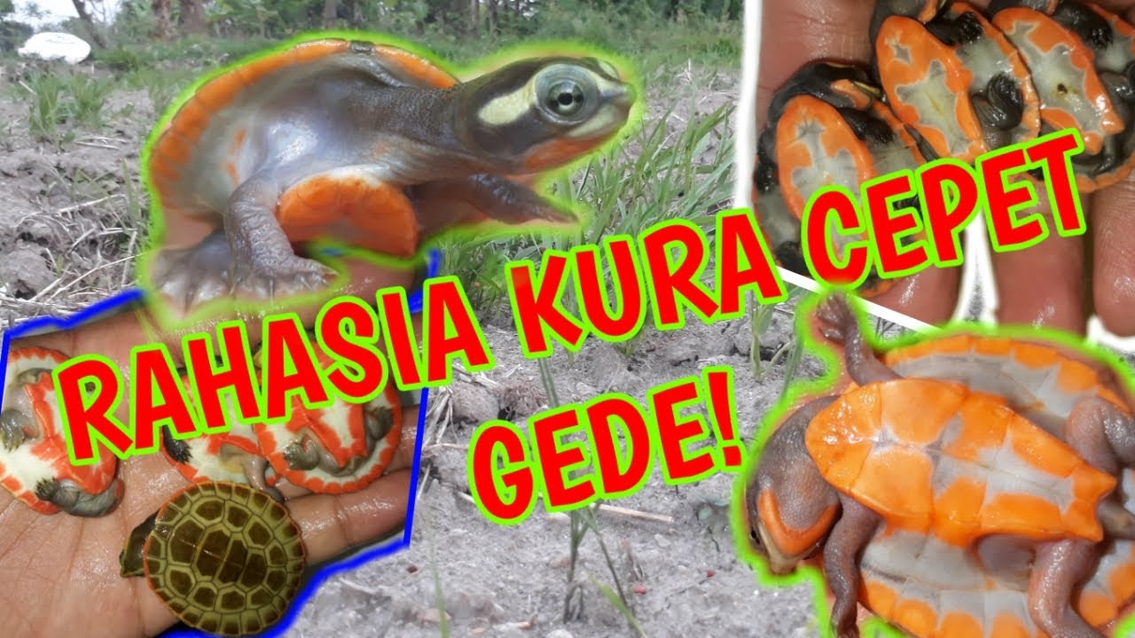 RELEASE KURA DAMER KE KOLAM BARU!!