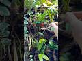 Psipsinoulis, our Panther Chameleon comes running and shoots a grasshopper from my hand! #chameleon