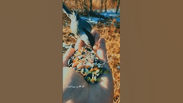 إن الله هو الرزاق ذو القوة المتين   القارئ صلاح بو خاطر