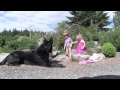 Children With Protection Trained German Shepherd Dog