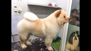 Cute Chow Chow dog | grooming  chow chow's hair full