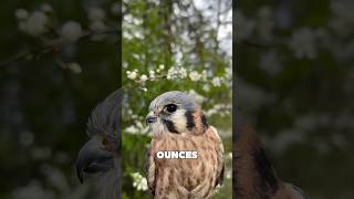 Kestrel Bird FREEZES Mid-Air… Then Hunts #facts #animals #birds