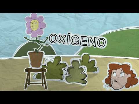 Video: Alimentación De Plantas: ¿cómo Alimentarse En Otoño? ¿Cómo Fertilizar Thuja Y Ciclamen, Grosella Y Aloe? ¿Por Qué Necesitas Fertilizar El Suelo?