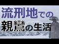 流刑の地・越後での親鸞聖人の生き様【浄土真宗の教え】