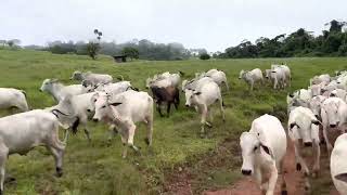 Lindo video mostrando a eficiência do border collie no manejo com bovinos