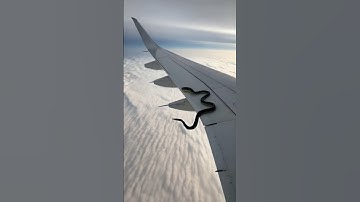 Snake on wing of flight, passengers terrified 😱 | python on aeroplane | #snake  #python  #shorts