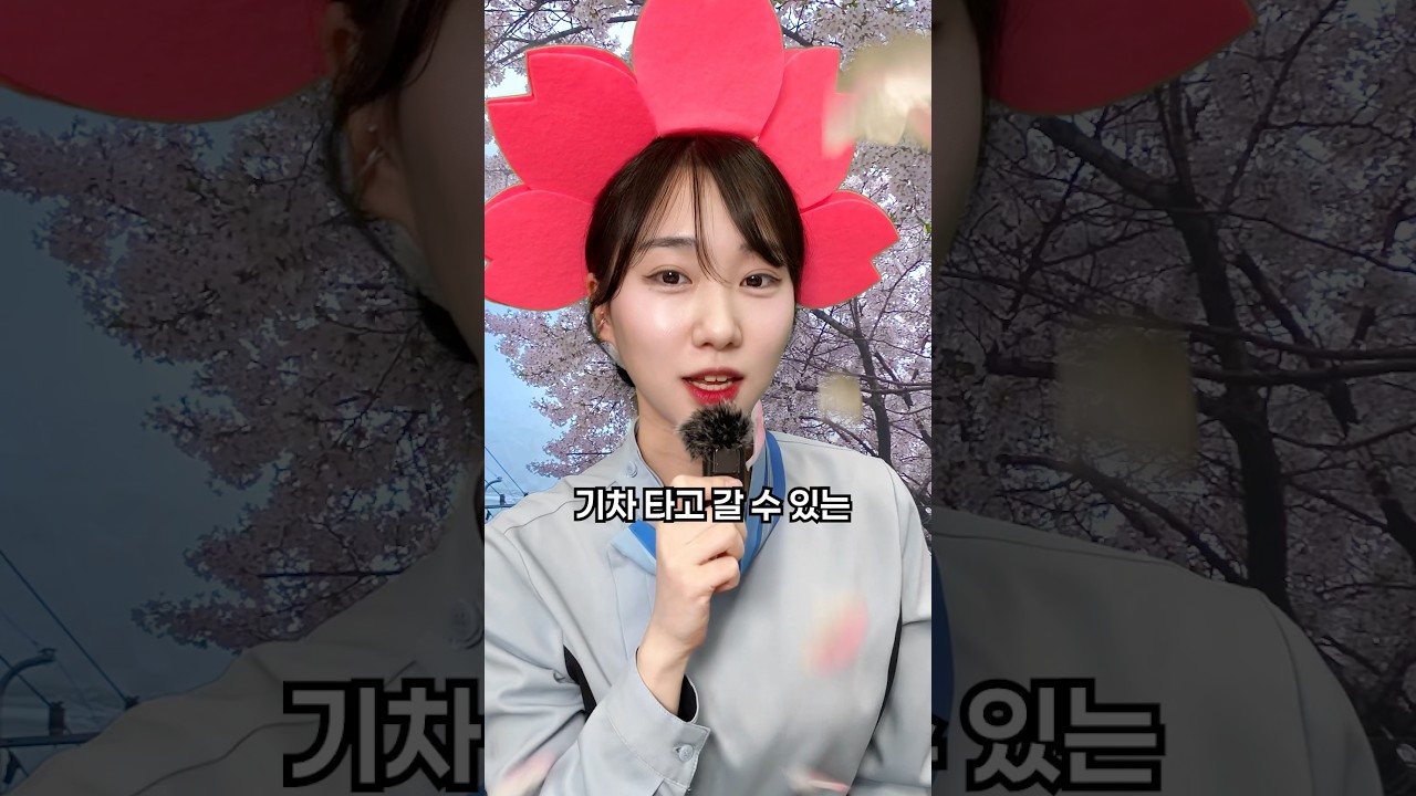 기차 타고 갈 수 있는 벚꽃 명소🌸 #기차 #여행 #벚꽃