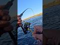 WRONG CASTING END UP WITH HARD STRIKE!!! SYDNEY ROCK FISHING #fishing #rockfishing #sydney #fyp