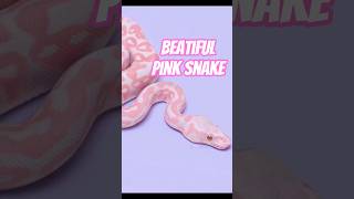 stunning pink python – rare albino ball python morph! #shorts #ballpython #snake