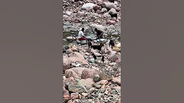 قلبي الجريح كم قال اح جزيرة سقطرى اكسبلور 