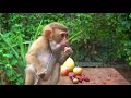 Monkey eating fruit challenge monkey fruit mukbang
