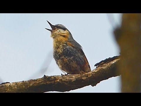 Brhlík lesní - The Eurasian nuthatch (Sitta europea) - Zpěv/Song