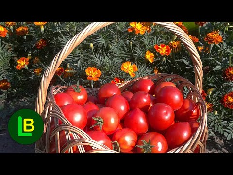 Video: Treba li rotirati biljke paradajza?