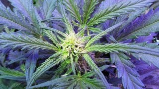 S1:E4 "The Flowering" gorilla glue, incredible bulk autoflower cannabis