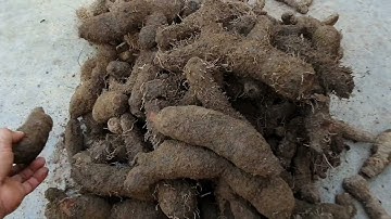 Cây thuốc dân tộc giải độc rượu,bổ thận,mạnh gân cốt,tăng cường sinh lý