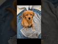 New Puppy Essentials🐾❤️🐶 #newpuppy #dogowner #natpat #goldenretrieverpuppy #sponsored