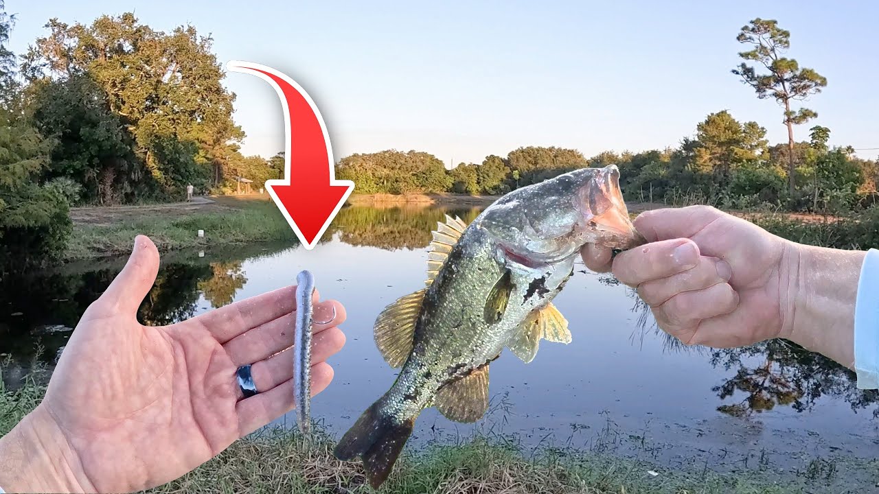 Urban Pond Power Hour Ned Rig Bass Fishing!