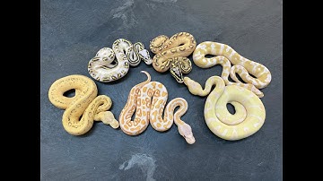 How to produce Clown combos- Freeways, Ultramels and ULTRAMEL CLOWNS!