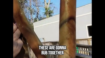 Perfect Timing for Perfect Crepe Myrtles! 🌸