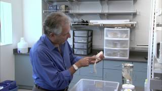 Download Various Types Of Crinoids Video MP3 Various Types Of Crinoids