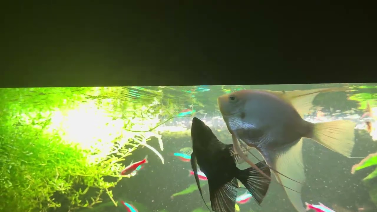 Garnelenjagd bei den Skalaren