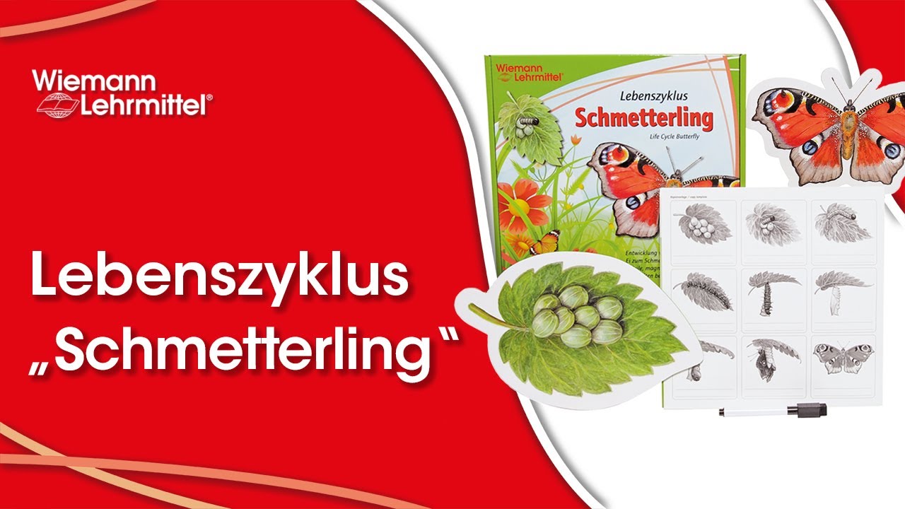 Lebenszyklus eines Schmetterlings (2021) - YouTube