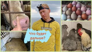 РАЗНЕСУ ВЕСЬ САРАЙ😱ГДЕ БУДЕТ ДОЙКА КОЗ?🐐КАКИЕ КУРЫ НЕСУТ РОЗОВЫЕ ЯЙЦА?🌸