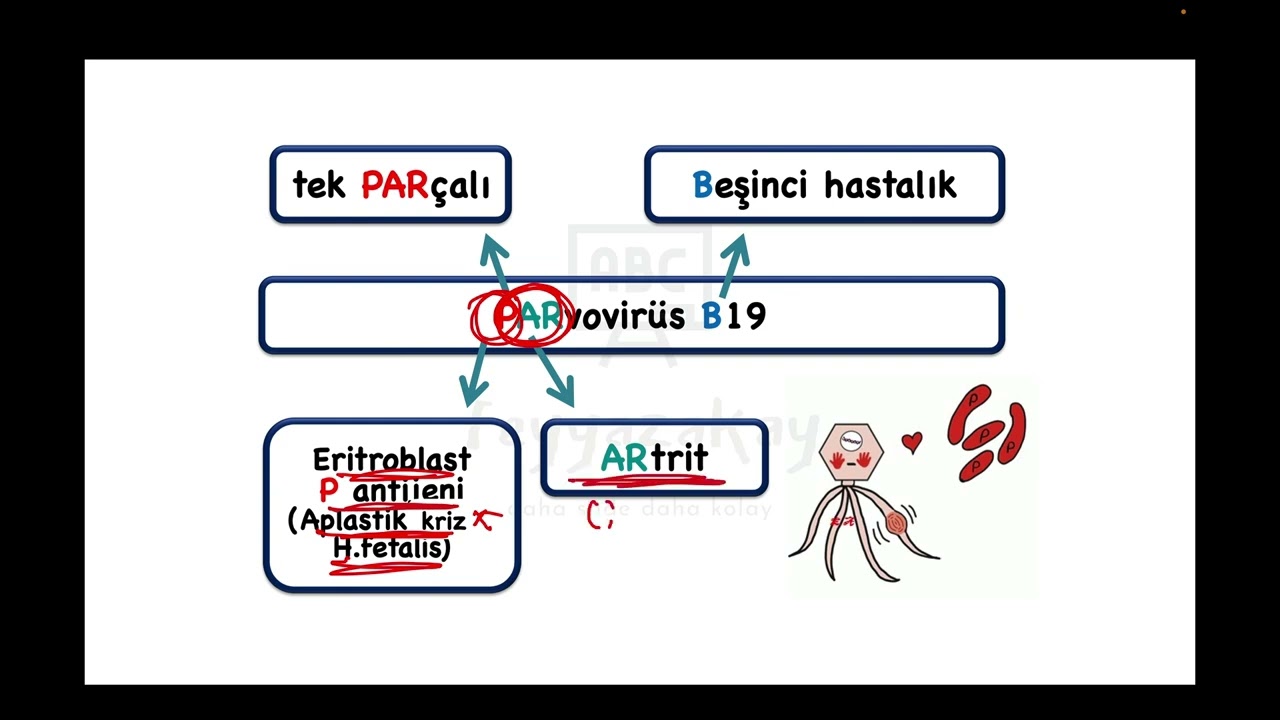 1 SORU ÜZERİNDEN PARVOVİRÜS B19 ÖZETİ