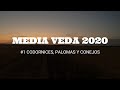 CAZA MEDIA VEDA 2020 #1  LOCURA DE DÍA #codorniz #paloma #conejo