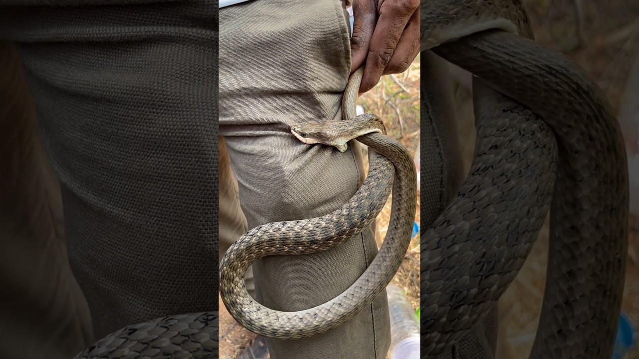 A hardbite of water snake later it was released back without any harm 
