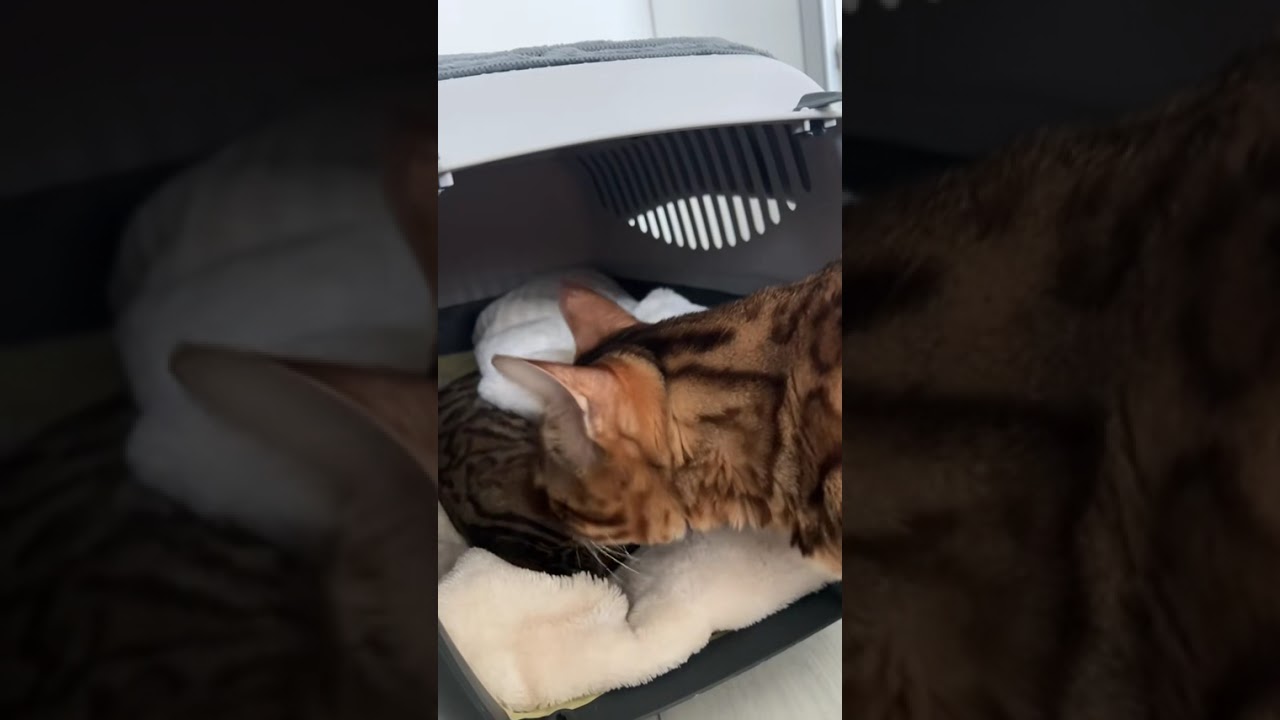 операция - кастрация и удаление крипторхизма#anlavne #крипторхизм #кот