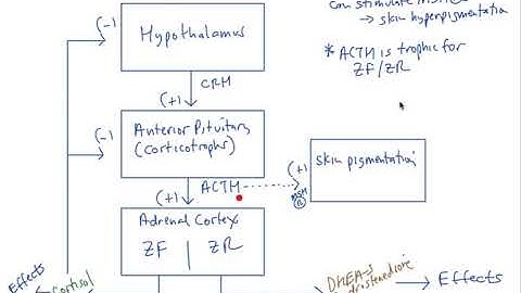 Schneid Guide to Adrenal Cortex Hormones
