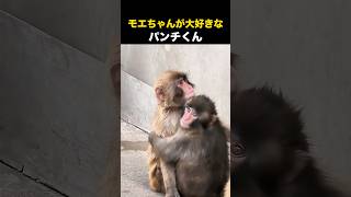 モエちゃんが大好きなパンチくん❤️