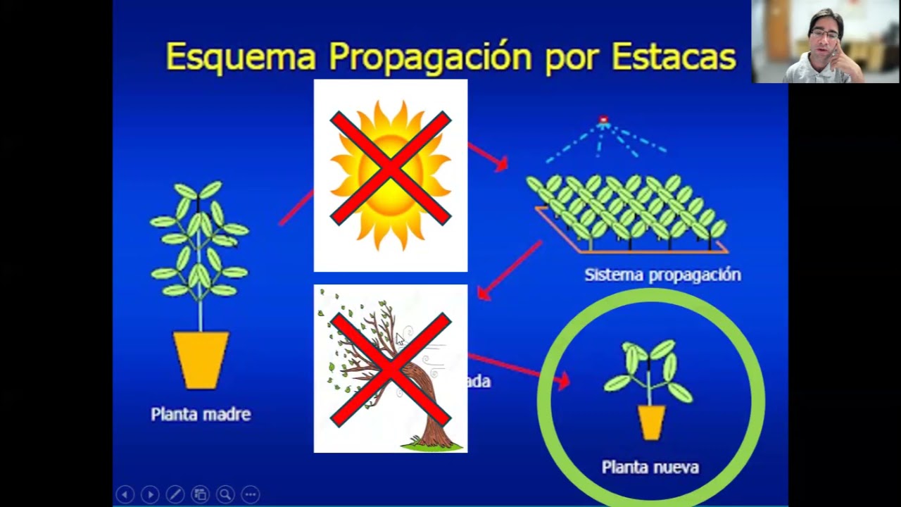 ¿Qué es la propagación vegetativa? - Damián Sisaro - YouTube