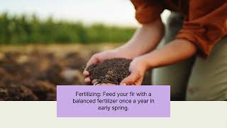 The Enchanting Silbermavers Korean Fir: Planting & Care Guide