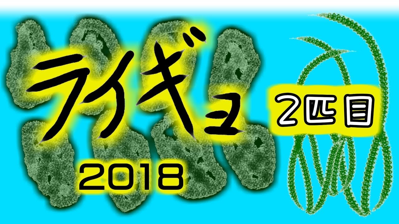 野鳥雨靴 ライギョ 2018 さらに確保