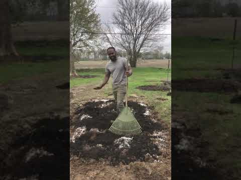 Videó: Görögdinnye termesztése otthon: talaj-előkészítés, öntözési és világítási jellemzők, vélemények