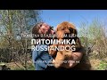 Памятка владельцам щенков питомника тибетских мастифов RussianDog - часть пятая