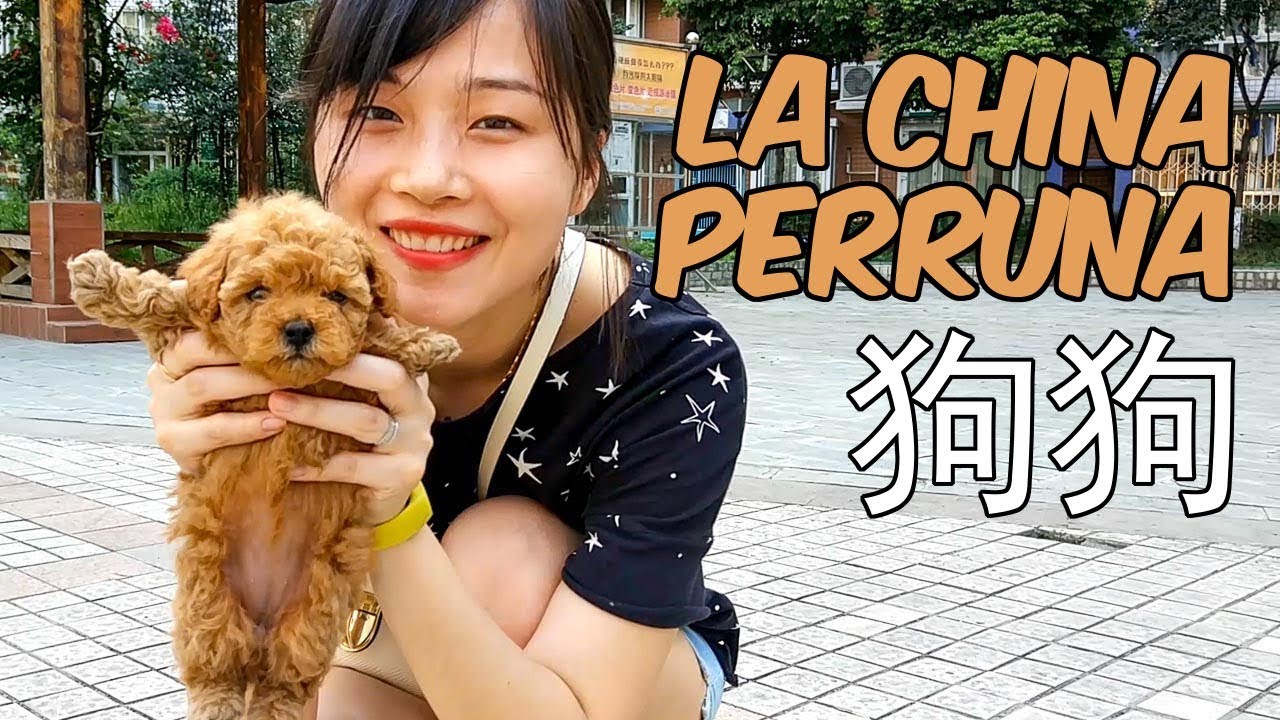 Subir lava extremadamente China and the dogs: beyond the myth - YouTube