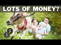 How Much Does a Goat Cost? | 🐐 How Much Does a Baby Goat Cost? | Cost of a Goat | Goat Essentials