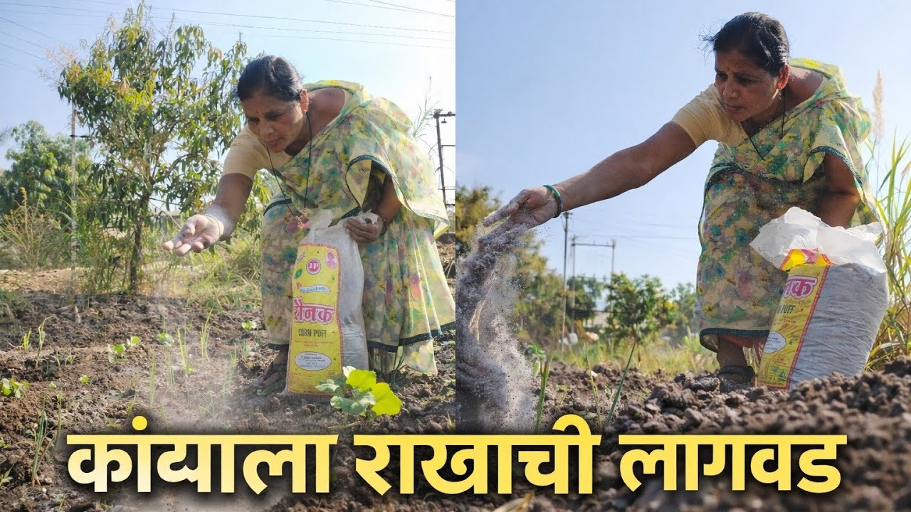 कांदा पिकाला राखाचे जबरदस्त फायदे — आज प्रत्यक्ष दाखवून दिलं!