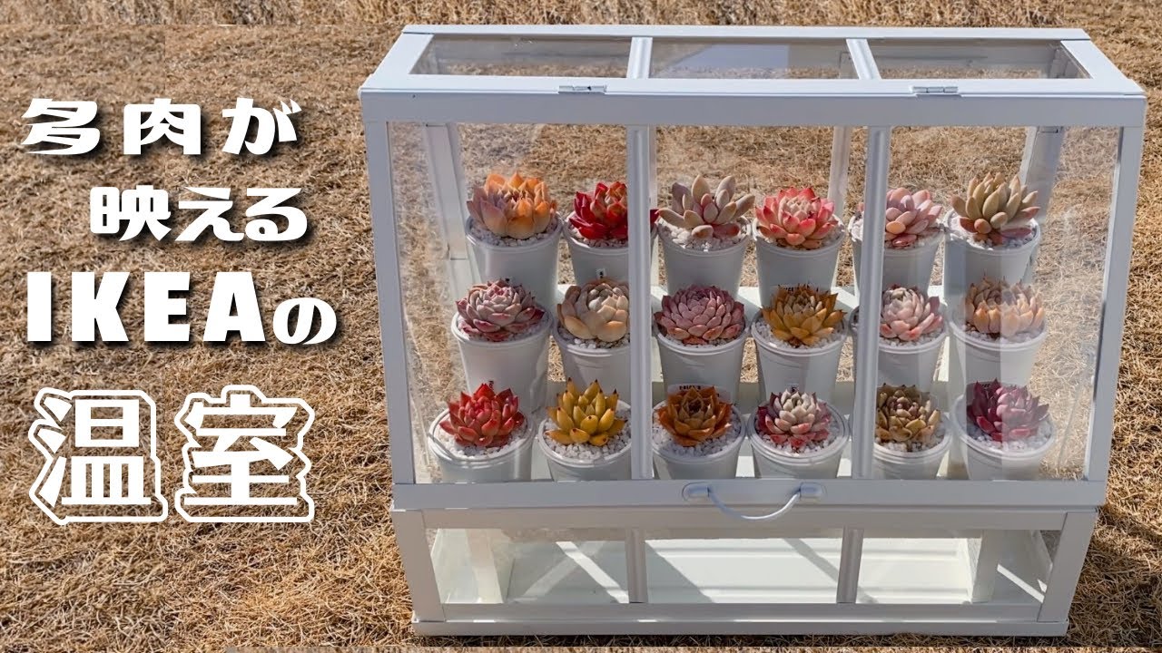 IKEAの温室で多肉を可愛く飾りながら冬越し防寒対策【観葉植物