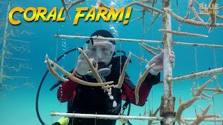 Bonaire Coral Farm (Liam gets put to work on the farm!)