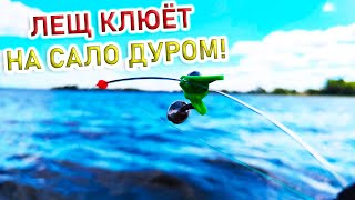 РЫБАЛКА НА ЛЕЩА!ЛОВЛЯ ЛЕЩА НА САЛО С ЛОДКИ в сентябре 2020(фидер с лодки)